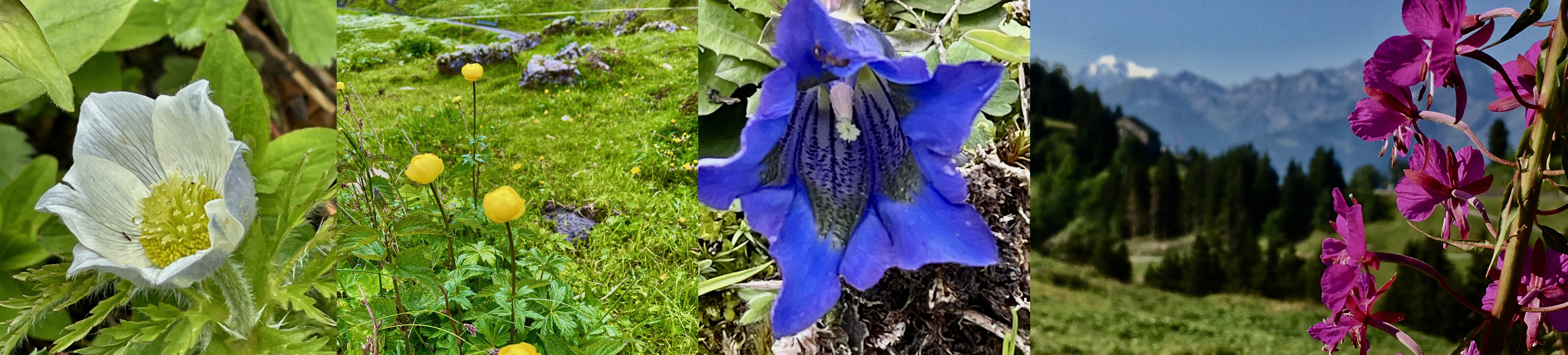 AlpenFlora