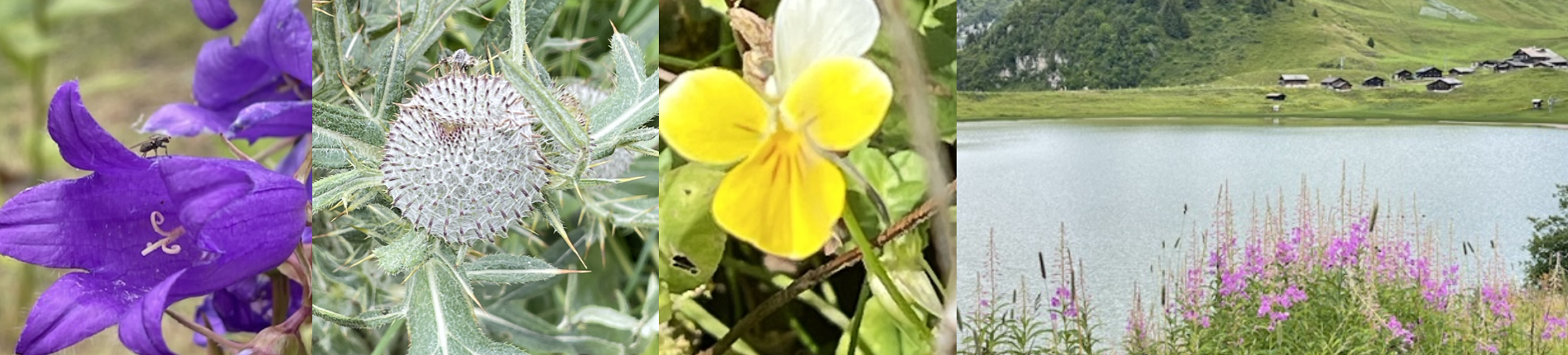 AlpenFlora
