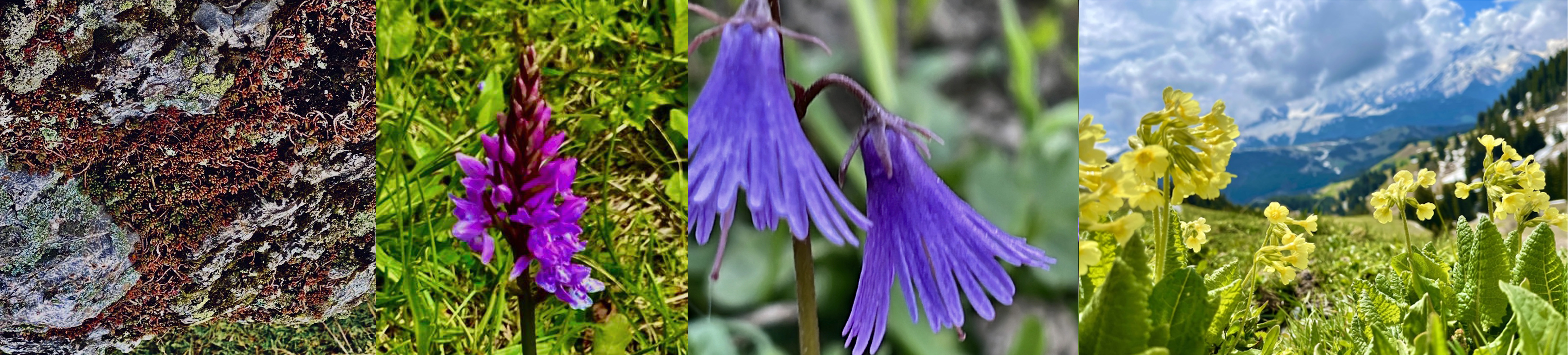 AlpenFlora